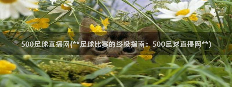 500足球直播网(足球比赛的终极指南：500足球直播网)